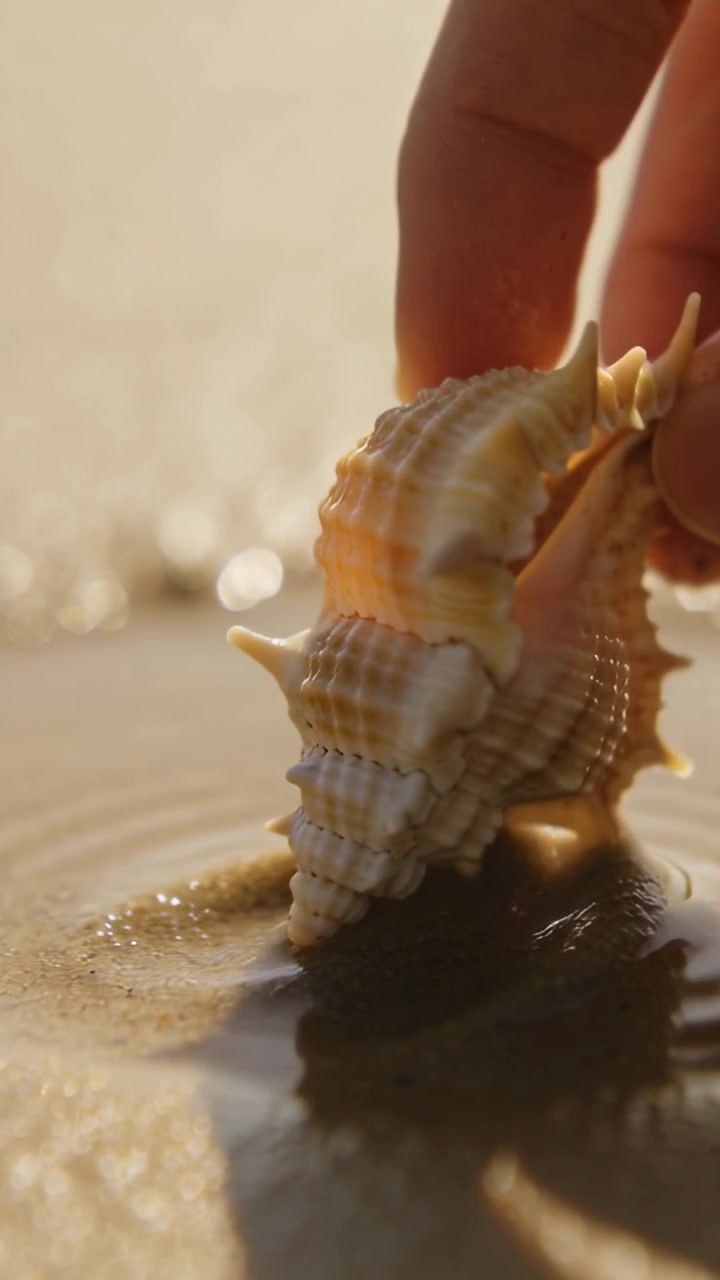 Vertical video: Entering bare hand grasping, rotating, lifting murex shell on wet sand, inspecting