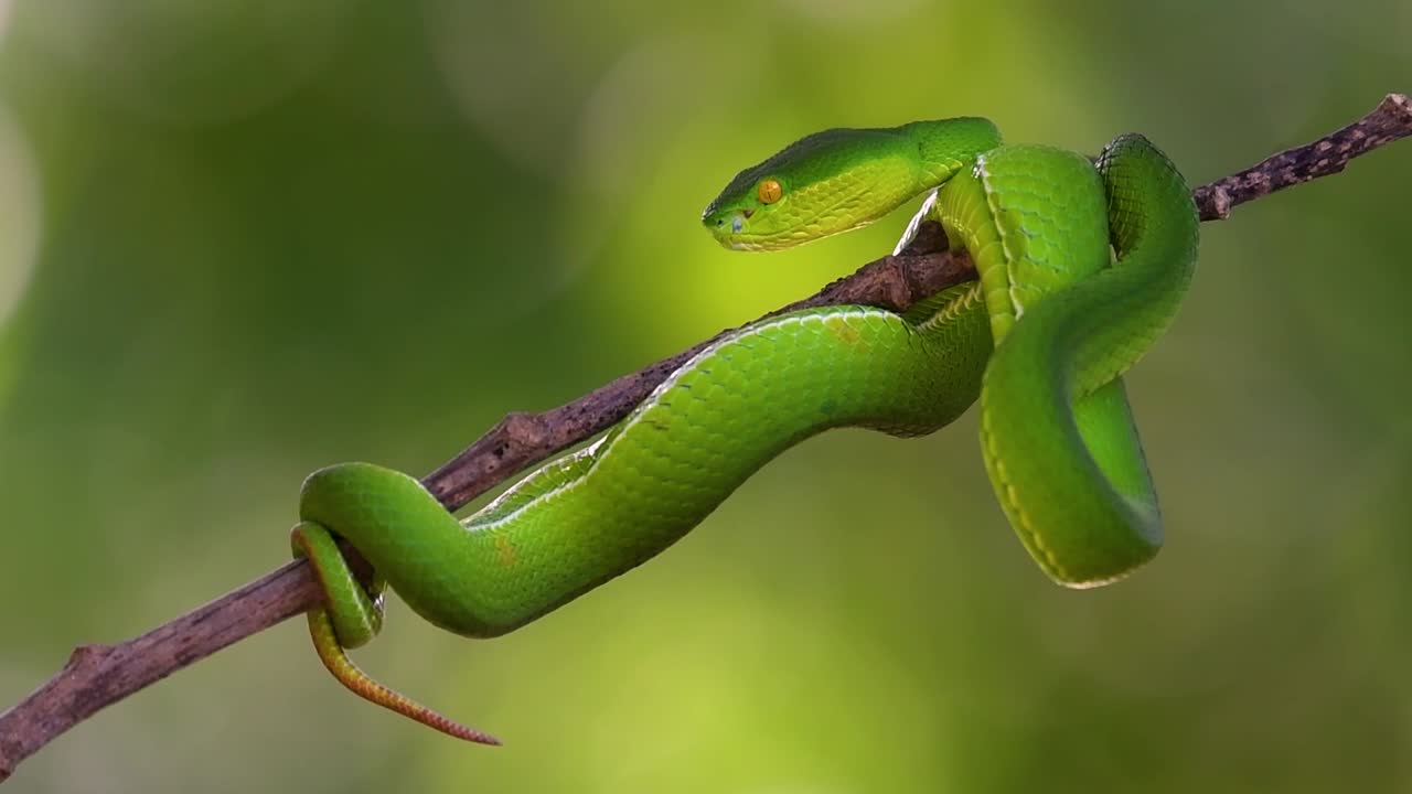 la víbora de labios blancos es una víbora venenosa endémica del sudeste asiático y a menudo se encuentra durante la noche esperando en una rama o rama de un árbol cerca de un cuerpo de agua con muchos alimentos