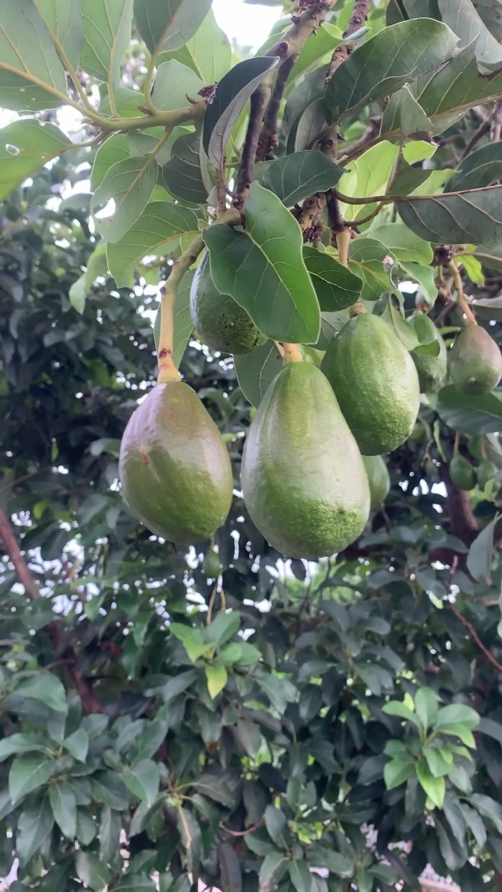 Avocado freschi, verdi e crudi appesi a un ramo su un albero in un giardino.