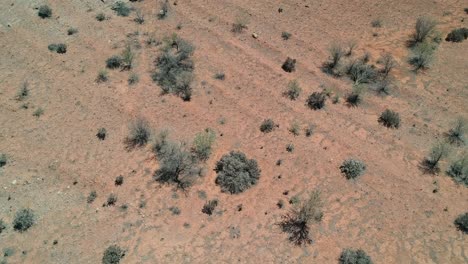 the dry desert landscape of outback australia