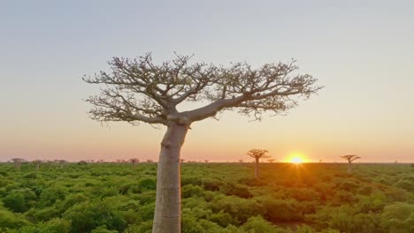 birds fly around unique endemic baobab tree