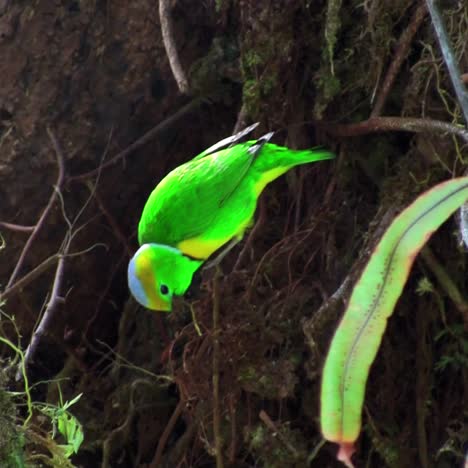 a vivid green bird sits on a branch plucking twigs