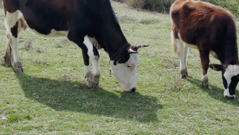 a mother cow and her calf peacefully grazing in a green pasture on a sunny spring day. a tranquil scene capturing rural farm life, agriculture, and the beauty of nature.