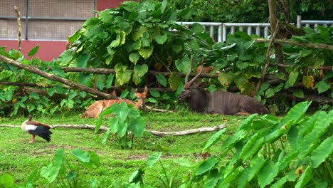 a male and a female nyala (tragelaphus angasii), resting on a lush green patch of grass surrounded by dense vegetation, munching on food