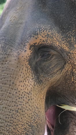 close-up of the face of an upset african elephant. animals in captivity. vertical video