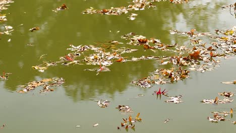 Herbstblätter-Schwimmen-Im-Wasser