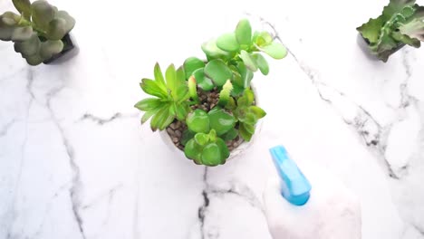 watering succulents on a marble surface