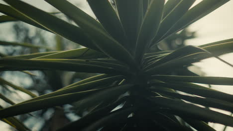 A-spikey-plant-moving-back-and-forth,-shot-with-a-shallow-depth-of-field-in-slow-motion