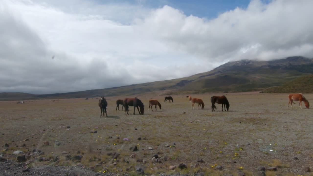 Ecuador highlands wild horses wildlife nature fauna high altitude Cotopaxi national park