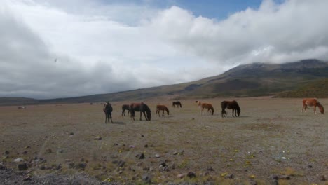 ecuador highlands wild horses wildlife nature fauna high altitude cotopaxi national park