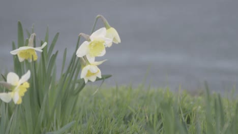 caminando junto a los narcisos en la carretera