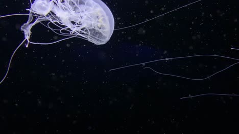 Single-jelly-fish-swims-freely-in-a-dark-abyss,-wide-shot