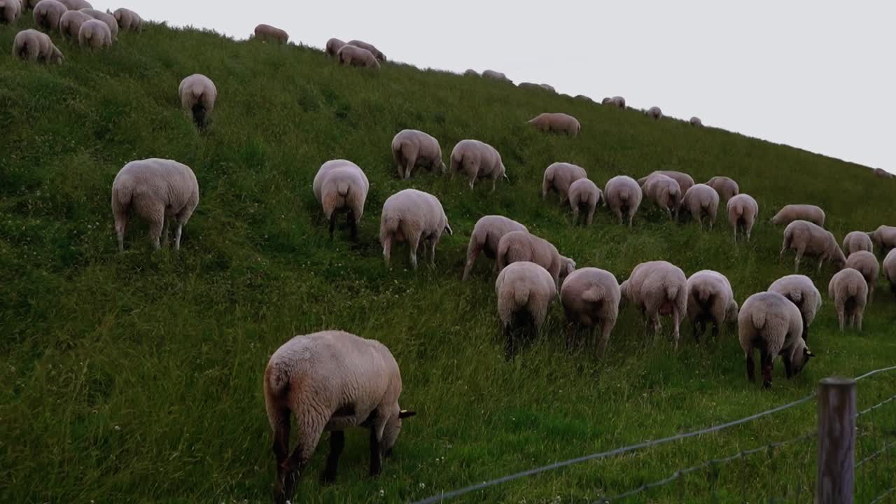 muchas ovejas en un prado verde de una duna junto al mar en el norte de alemania