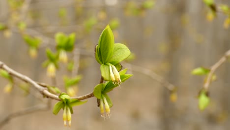 beautiful plant with green leaf and bud swinging in gentle breeze