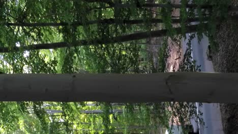 vertical video of a rural forest as a lone white cargo van travels on an asphalt road, aerial truck up