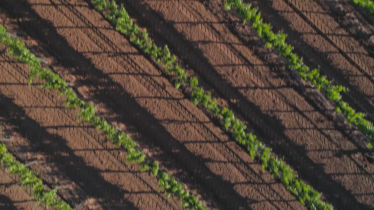 toma aérea frontal al plano cenital de un viñedo en el valle de guadalupe, baja california.