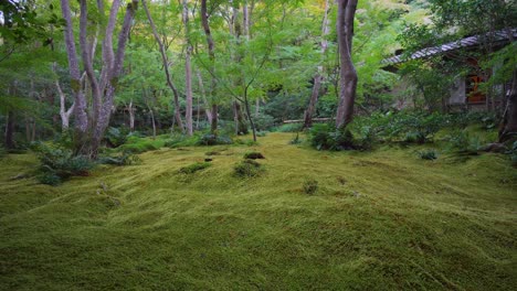 there is a long tradition in the buddhist temples in japan that is the cultivation of hundreds of types of mosses, in the giouji temple this moss looks like a perfect carpet