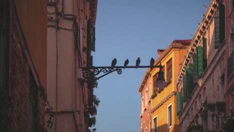 En-Este-Cinemagraph-Un-Montón-De-Palomas-Están-Sentadas-En-Una-Lámpara-En-Las-Casas-De-La-Famosa-Ciudad-De-Venecia-En-Italia