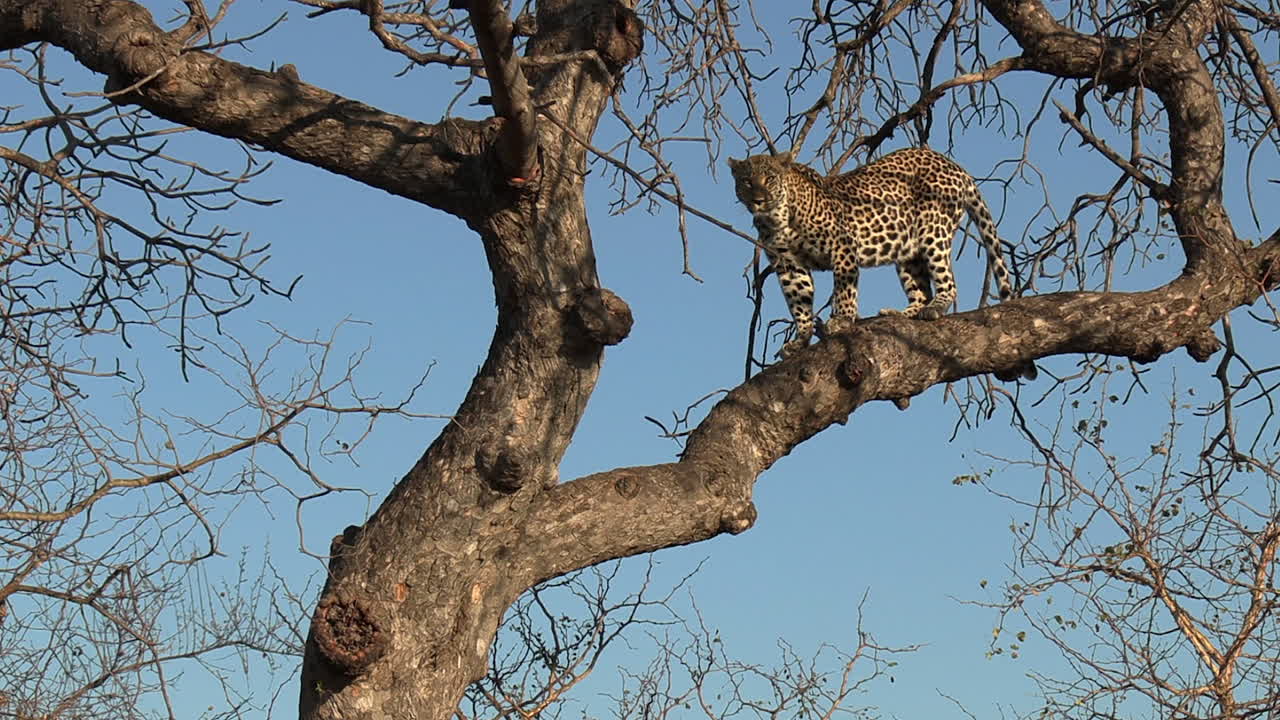 un leopardo descendiendo de un árbol durante el día en el parque nacional kruger, áfrica