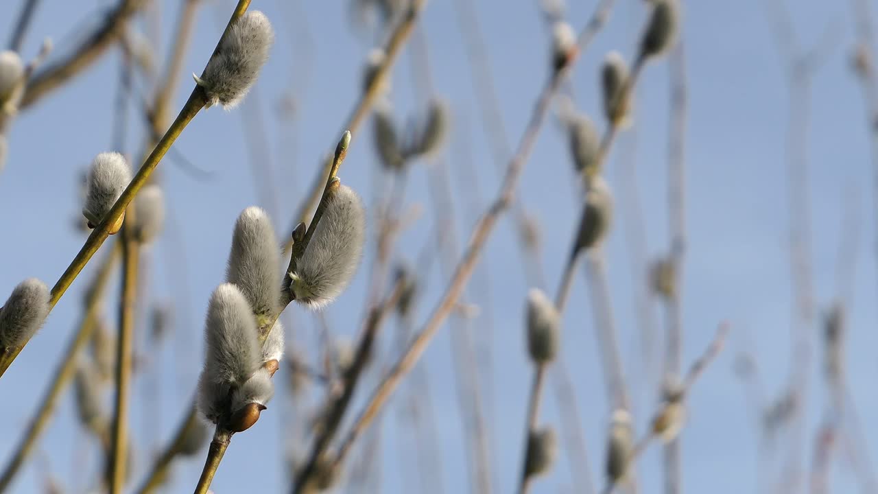 Soft and fluffy pussy willow branch growing close up, early spring nature detail
