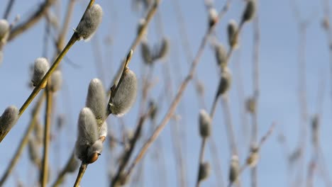 soft and fluffy pussy willow branch growing close up, early spring nature detail