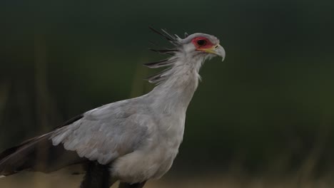 Un-Pájaro-Secretario-Camina-Por-La-Sabana-Africana-En-Un-Día-Lluvioso