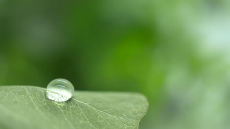 close up of a water droplet drop on a green fresh leaf