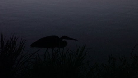 una garza pescando en la oscuridad a lo largo de la orilla de un lago