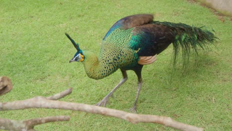 El-Colorido-Pavo-Real-Camina-Sobre-Una-Hierba-Verde