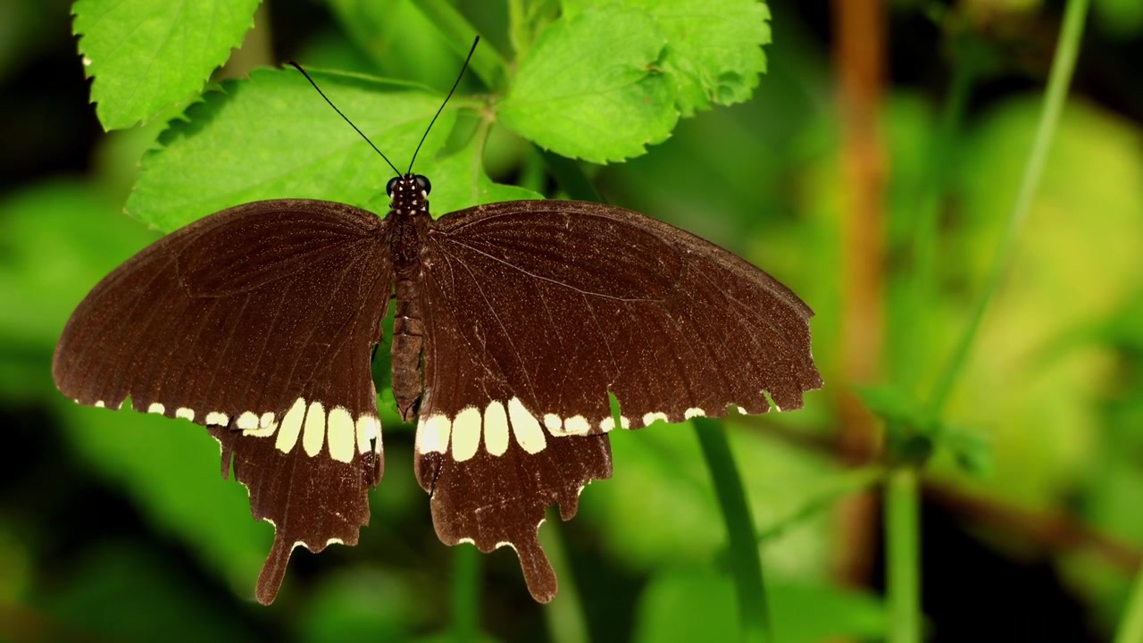 Video ravvicinato di fauna selvatica che mostra una farfalla Papilio polytes (Mormone comune) naturalmente posata su una fresca foglia verde nel suo habitat naturale all'aperto.
