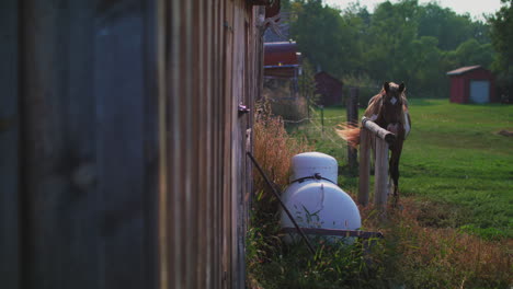 a horse at barn a horse at barn