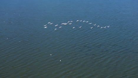 birds flying over water