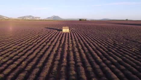 plateau de valensole and famous house in lavender fields, provence, france