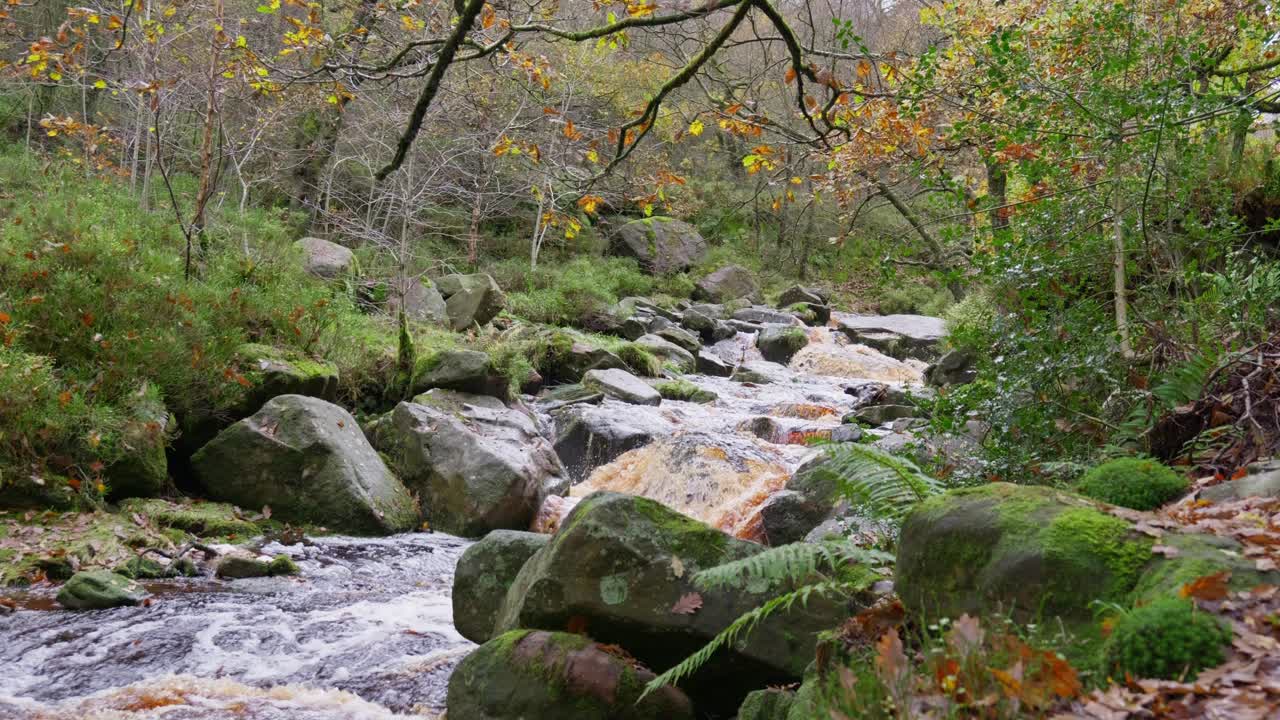 가을과 겨울의 조용한 숲 풍경, 강변을 따라 느리게 흐르는 하천, 황금색 오크 나무, 떨어진 청동 잎