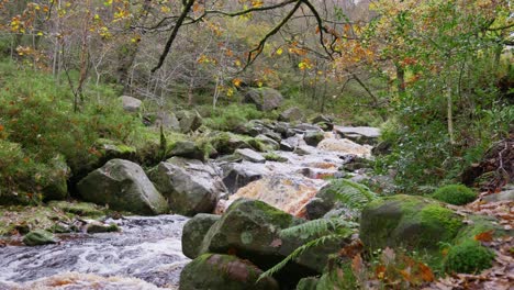 Tranquilo-Escenario-Boscoso-De-Otoño-E-Invierno,-Con-Un-Lento-Arroyo-Que-Serpentea-A-Lo-Largo-De-La-Orilla-Del-Río,-Robles-Dorados-Y-Hojas-De-Bronce-Caídas.