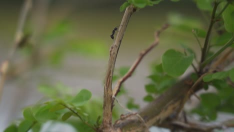 La-Hormiga-Negra-De-Jardín-Es-La-Pequeña-Hormiga-Familiar-Y-Abundante-Que-Vive-En-Los-Jardines