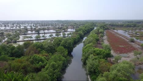 surabaya mangrove conservation, located in east surabaya, east java province, indonesia