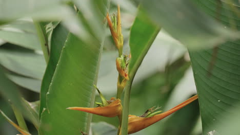 amazing paradisiac hummingbird drinks nectar