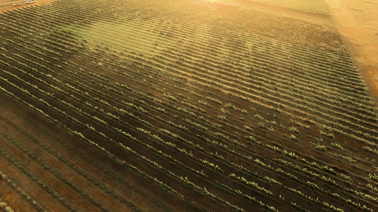 Aerial View of Vineyard at Sunrise