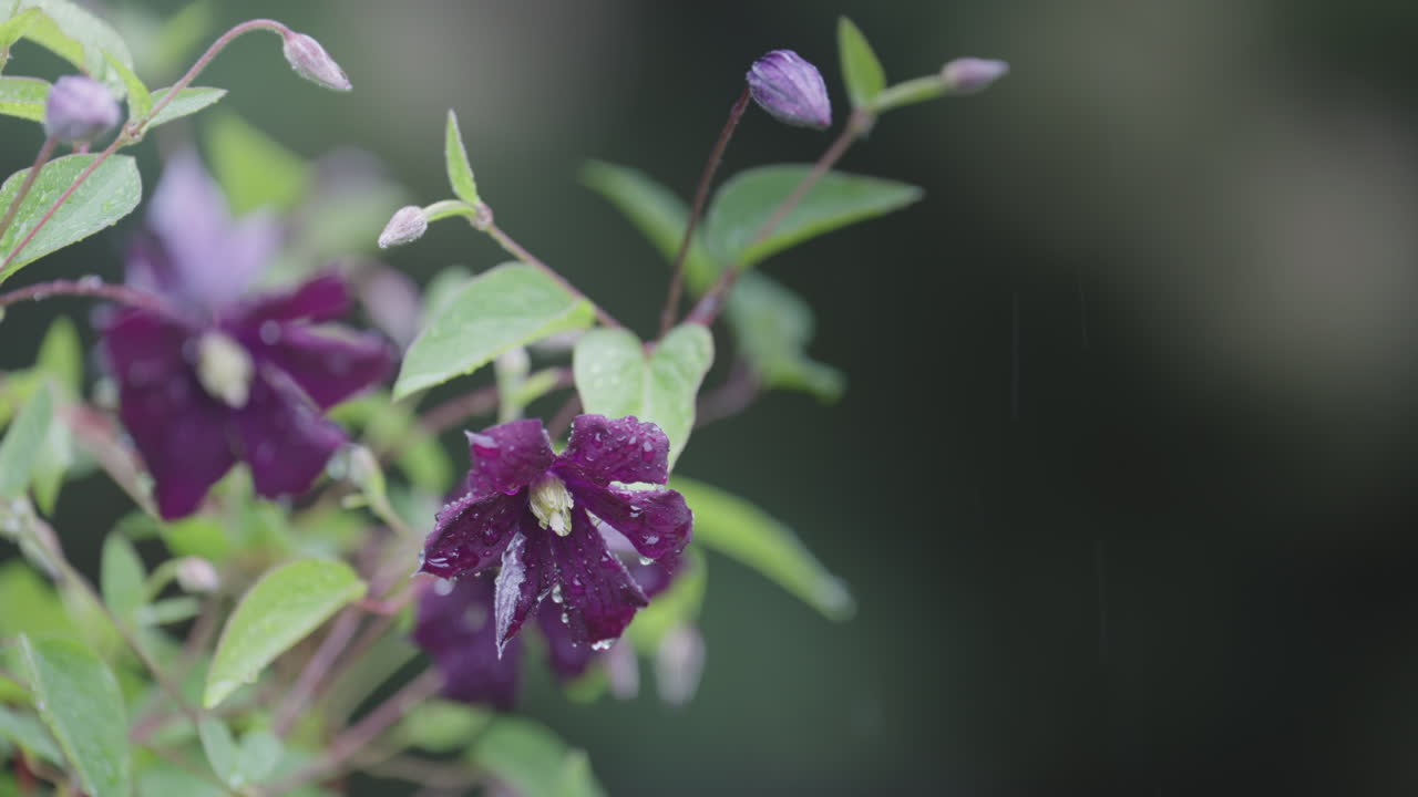 Close-up of vibrant purple clematis flowers swaying gently in the breeze