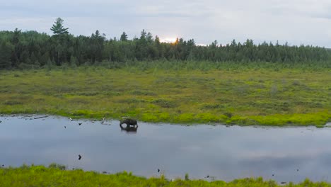 Alce-Solitario-Bebe-Del-Borde-Del-Río-Al-Atardecer