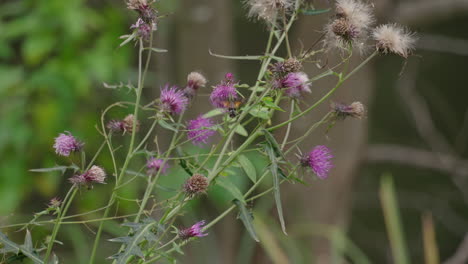 hawkmoth colibrí de punto quemado recoge néctar y polen en flores de cardo en el jardín