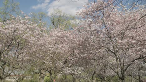 árboles de cerezas en flor en washington dc