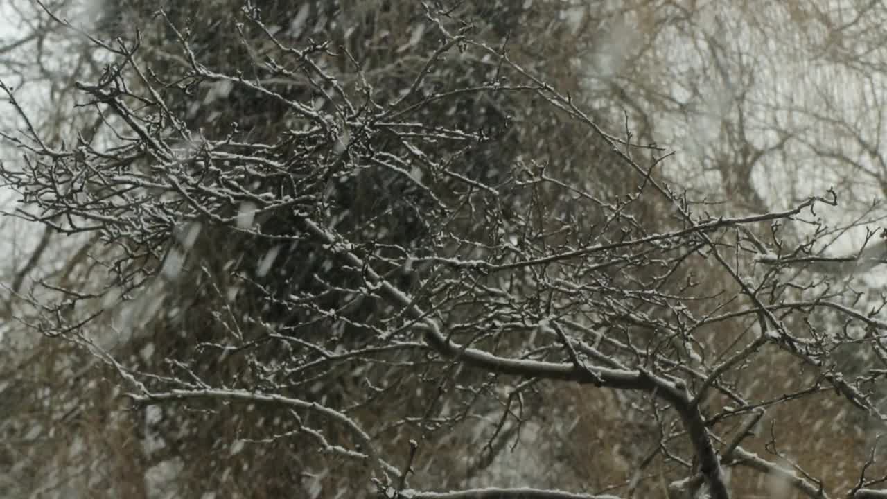 fuertes nevadas caen sobre un árbol sin hojas