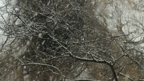 Starker-Schneefall-Auf-Baum-Ohne-Blätter