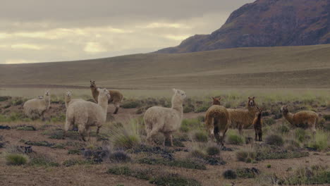 a herd of alpaca are grazing and walking on a plateau in daylight