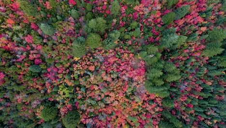 Hermoso-Y-Colorido-Bosque-Otoñal-En-Utah---Vista-Superior