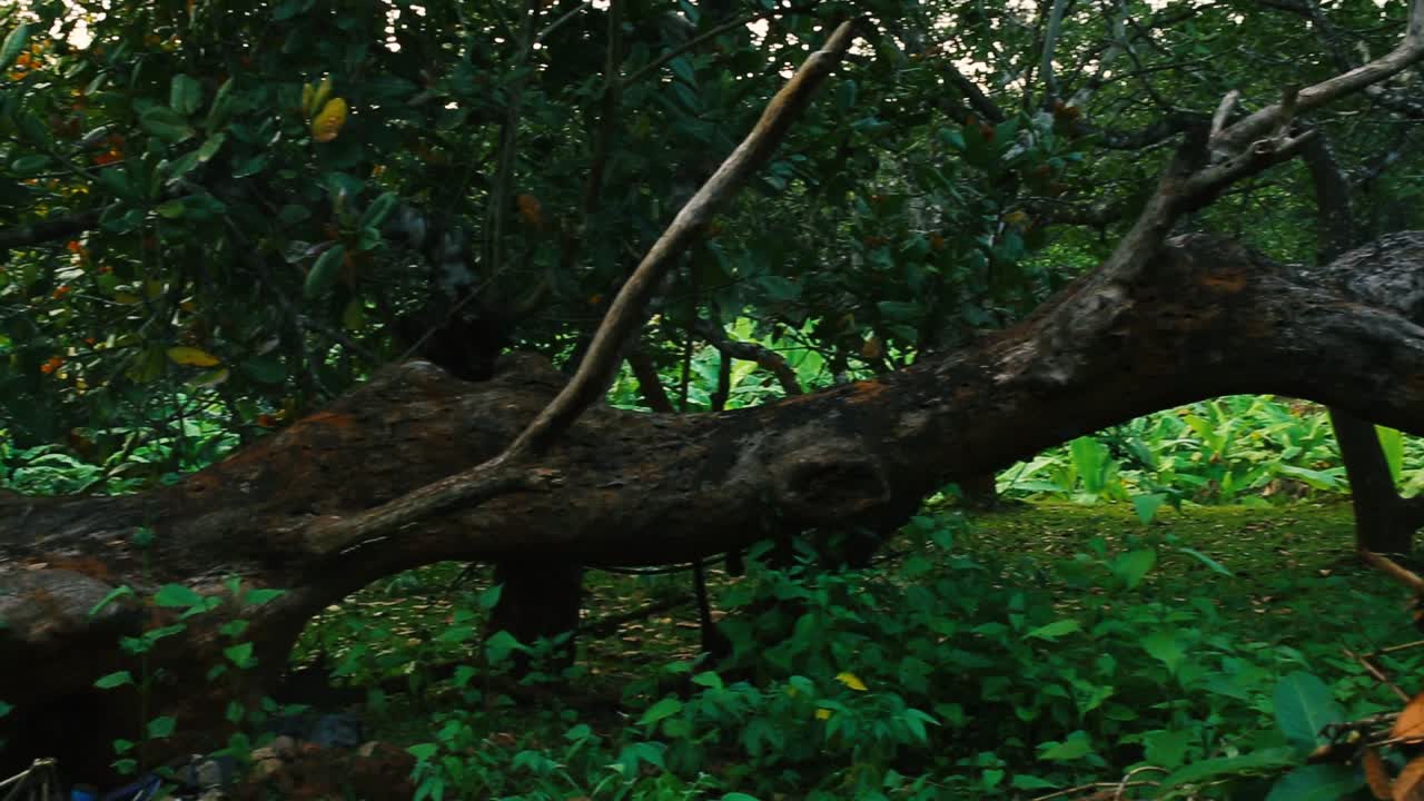 一棵早已倒下的大树, 几乎被茂盛的绿色森林的新生长所取代