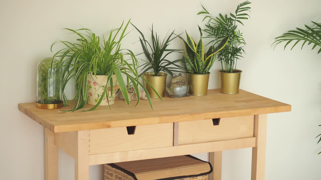 Indoor Plants and Home Decor on a Wooden Table