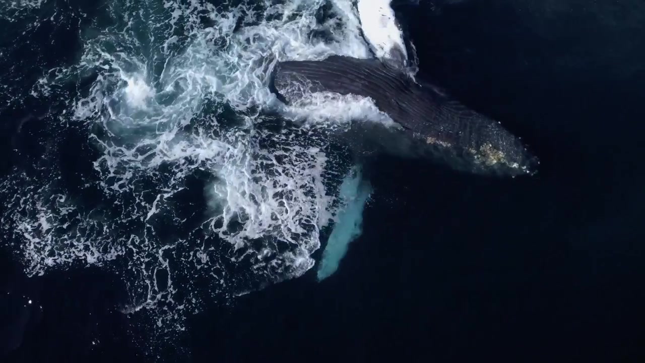 Überkopf-Drohnenaufnahme eines riesigen Buckelwals, der seine Brustflossen auf die Meeresoberfläche schlägt, nahe der Insel Magdalena, Baja California, Mexiko.